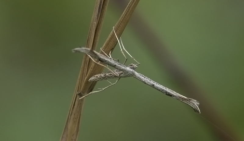 Emmelina monodactyla Pterophoridae